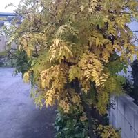 シュウメイギク,山椒,花のある暮らし,ピンク❤︎ピンク,我が家のベテランの画像