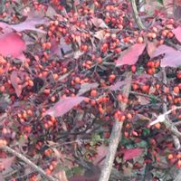 ウメモドキの画像