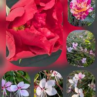 ガウラ,キク,バラ,バラ,フヨウの画像