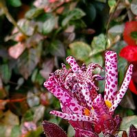 タマスダレ,ツバキ,ホトトギス,リンゴ,イロハモミジの画像