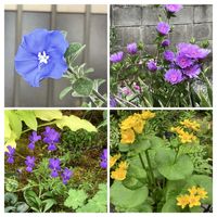 リュウキンカ,ｱﾒﾘｶﾝ　ﾌﾞﾙｰ,ｽﾄｹｼｱ,ﾋﾞｵﾗ･ｶﾙｶﾗﾀ,近所散歩の画像