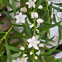 サザンクロス,感謝,花のある暮らし,いつまでも,やさしい❤の画像