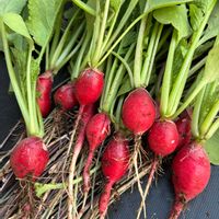 ラディッシュ,真っ赤,私のお庭,月曜日にビタミンカラー,千葉県北西部の画像