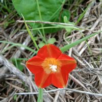 ルコウソウ,マルバルコウ (丸葉縷紅),山野草,お出掛け先,月曜はビタミンカラーの画像