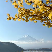 紅葉,イチョウ,イロハモミジ,青空,癒しの時間の画像