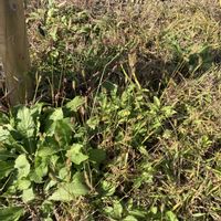 イヌタデ,イヌタデ,イヌタデ,エノコログサ,山野草の画像