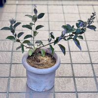 セイヨウニンジンボク,セイヨウニンジンボク・プルプレア,Vitex trifolia  Purprea,カラーリーフ,クマツヅラ科の画像