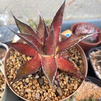 白雪ミセバヤ,ホリダ,多肉植物,セダム属,多肉大好きの画像