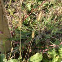 エノコログサ,エノコログサ,エノコログサ,山野草,花壇の花の画像