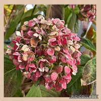 スモークツリー,アナベル,紅葉（こうよう）,チーム魔女っ子,ほんわか♥️ほんのりの画像