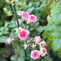 ミニバラ・スイートチャリオット,バラ ミミエデン,ラ・ドルチェ・ヴィータ,バラ チアフル,つるバラの画像