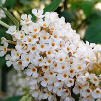 ブッドレア,ブッドレア アルバの画像