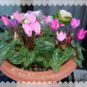 ガーデンシクラメン,ガーデンシクラメン クレヨン,寄植え,プランター植え,庭の記録の画像