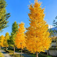 イチョウ,イチョウ,散歩道,秋の風景,イチョウ並木の画像