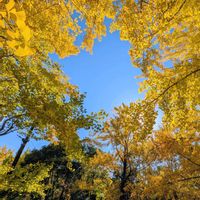 イチョウ,２０２０年５月同期の画像