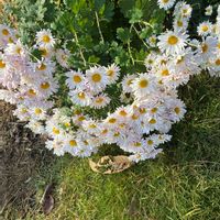 花かんざしの画像