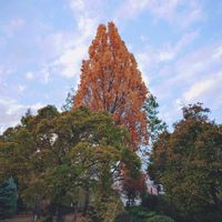 紅葉,イチョウ,メタセコイア,黄葉,散歩道での画像