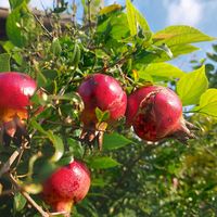 ザクロ,ザクロ,ザクロ,赤い実,チーム愛知の画像