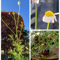 カモミール,てんとう虫さん,季節を楽しむ,月曜日にビタミンカラー,庭の画像