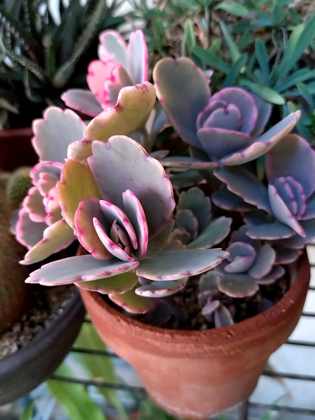 胡蝶の舞の育て方｜日当たりや水やり加減のコツは？｜🍀GreenSnap