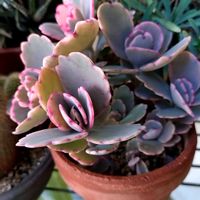 胡蝶の舞,多肉植物,ピンク色の葉っぱ,多肉の紅葉♡の画像