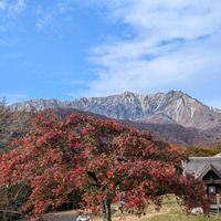 ナナカマド,リンゴ,ブナ,山野草,季節のお花の画像