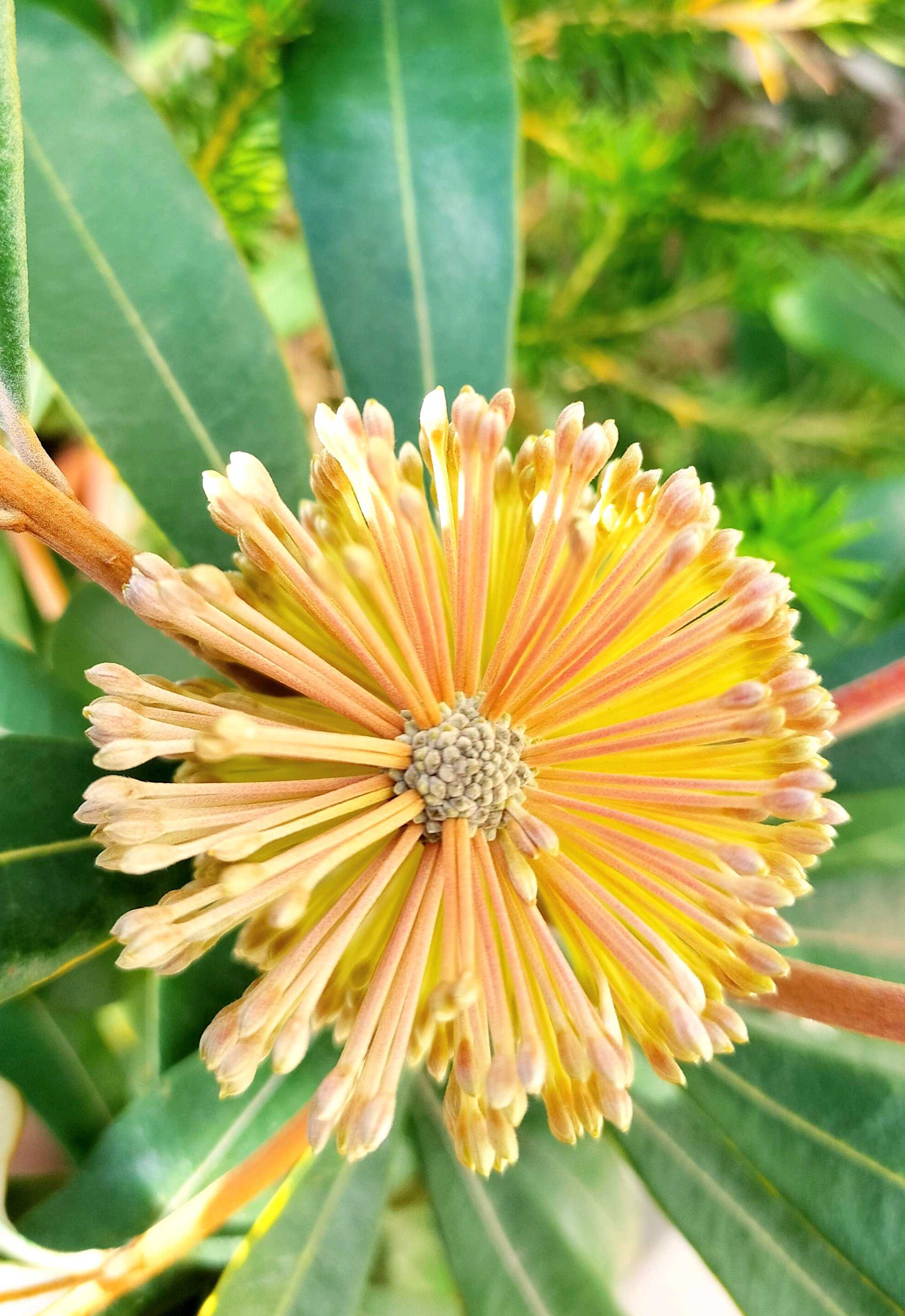 バンクシア アシュビーの一覧｜🍀GreenSnap（グリーンスナップ）