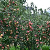 リンゴ,リンゴ,りんご畑,りんご畑,果実の画像