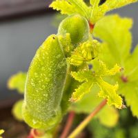 オクラ,丸莢オクラエメラルド,育てやすい,野菜遺産,野菜遺産PROJECTの画像