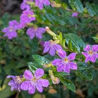 クフェア,花の癒し,花との出会い,小春日和に誘われての画像
