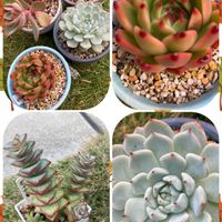 エケベリア 野バラの精,ルエラ,ホワイトキャンドル,南十字星☆,ショコラの画像