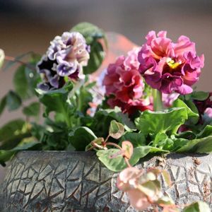 パンジー ドラキュラ,ローヴ ドゥ アントワネット ロココ,ビオラ・パンジー祭り♪,小さな庭の画像