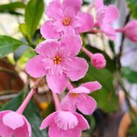 ルクリア,ルクリア (アッサムニオイザクラ),ルクリア ココ,北海道,寒冷地の画像