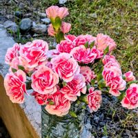 カーネーション,イチョウ,イチョウ,モミジ(紅葉)の画像