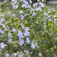 カラミンサ,花のある暮らし,愛媛県,庭の画像