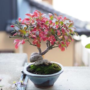 盆栽,小品盆栽,山野草,バルコニー/ベランダの画像