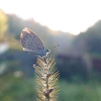 アキノノゲシ,エノコログサ,昆虫と植物,昆虫シリーズ,お写んぽの画像