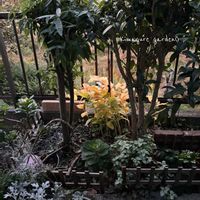 アマドコロ,葉っぱ,紅葉（こうよう）,おうち園芸,府民の園芸の画像