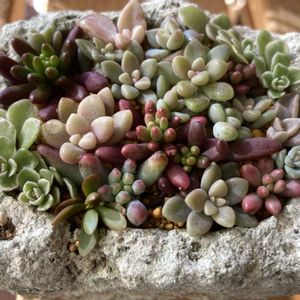 ちまちま寄せ,多肉女子,大谷石の画像