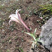 ゼフィランサス,ゼフィランサス,タカサゴユリ,タカサゴユリ,庭先の画像