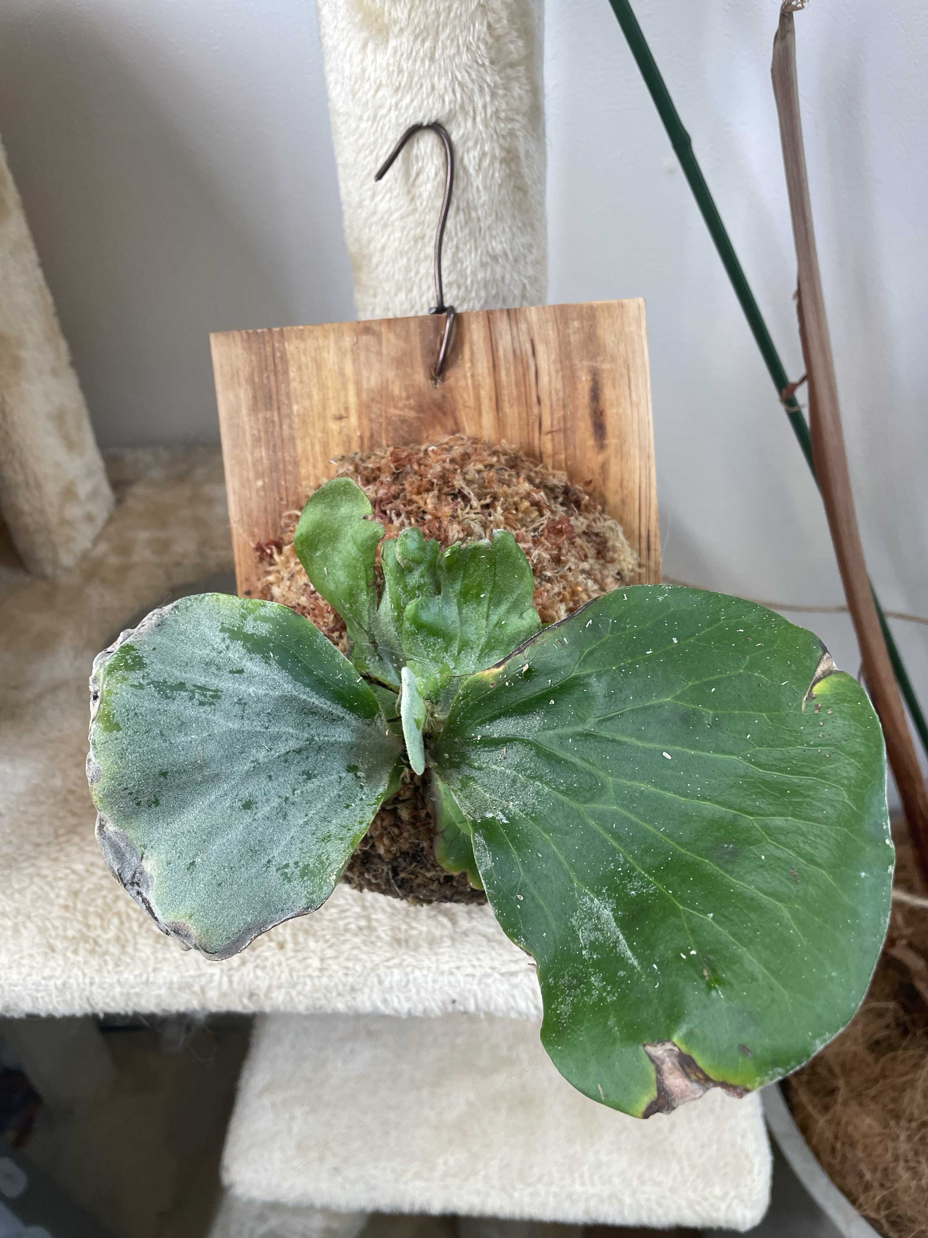 ビカクシダ コロナリウムフィリピネス 板付 ビカクシダ コロナリウムフィリピネス 板付 ビカクシダ コロナリウム