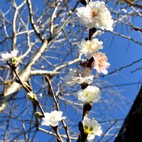 サクラ,フユザクラ,冬の桜,川沿いウォーキングの画像