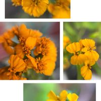 ミント,宿根ミントマリーゴールド,黄色い花,やっと咲いた〜♡,花のある暮らしの画像