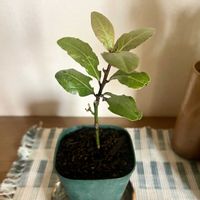 月桂樹,ゲッケイジュ,庭木・花木,庭の画像