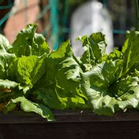 レタス,茄子,サニーレタス,はつか大根,ジャンボピーマンの画像