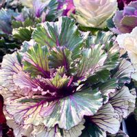 ブッシュカン,サンザシ,老爺柿,葉牡丹（はぼたん）,花夢里にいつの画像