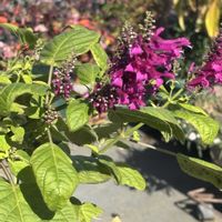 サルビア,セージ,サルビア　イオダンタ,紫の花,シソ科の画像