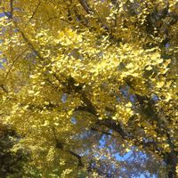 イチョウ,イチョウ,桜の紅葉,桜の紅葉,10月桜の画像