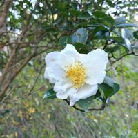 ナニワイバラの画像