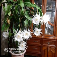 月下美人の画像